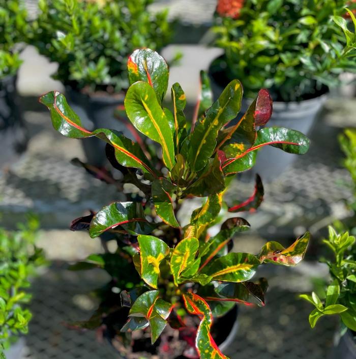 A1A Sod, Sand & Soil, Inc. Image