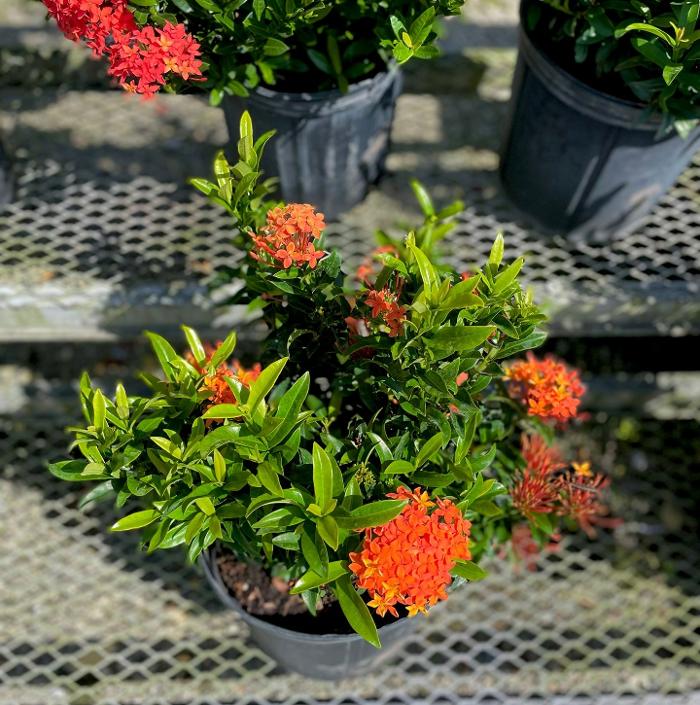 A1A Sod, Sand & Soil, Inc. Image