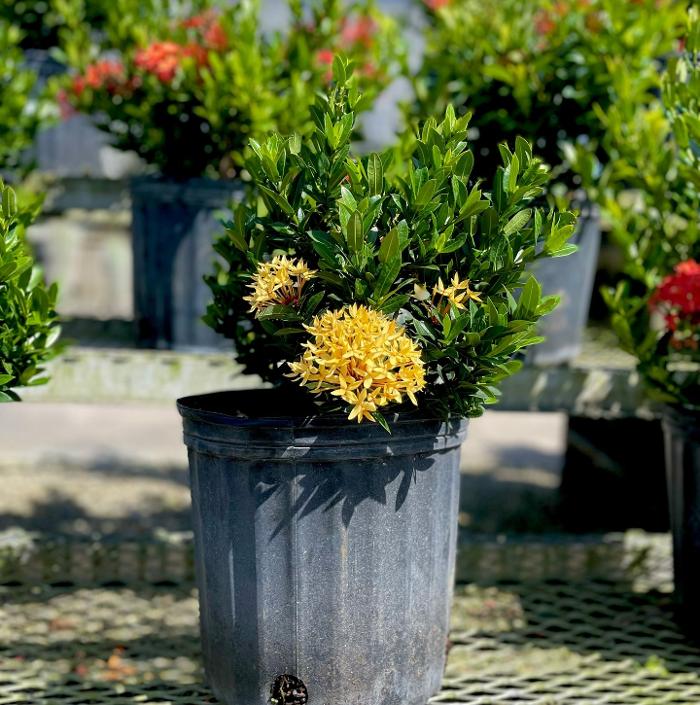 A1A Sod, Sand & Soil, Inc. Image