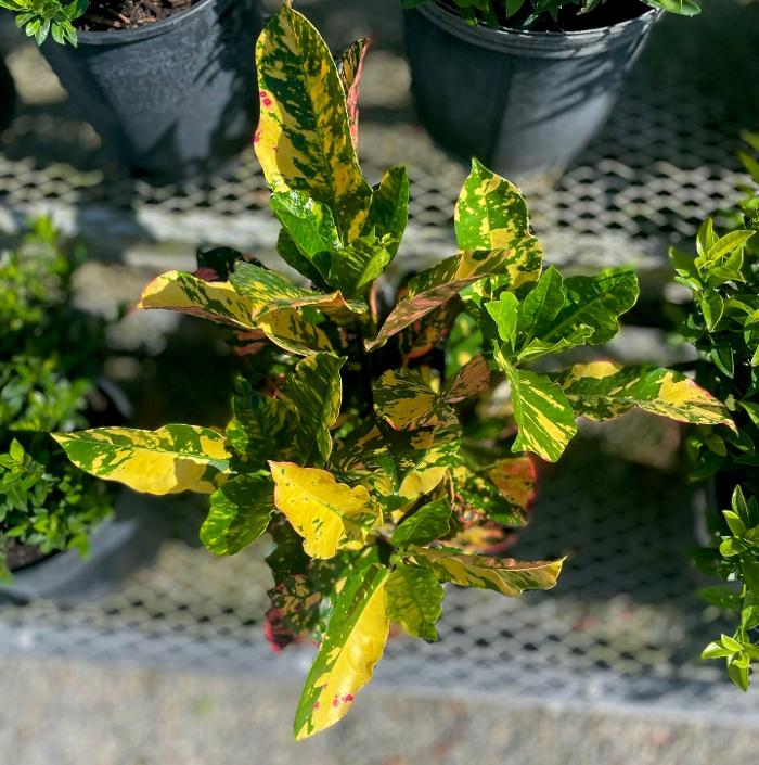 A1A Sod, Sand & Soil, Inc. Image