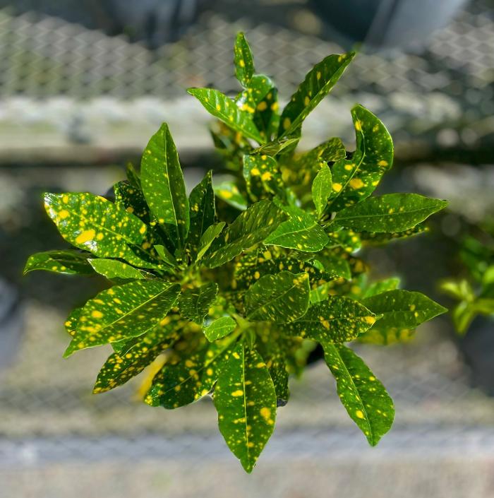 A1A Sod, Sand & Soil, Inc. Image