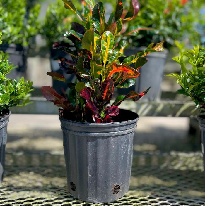 A1A Sod, Sand & Soil, Inc. Image