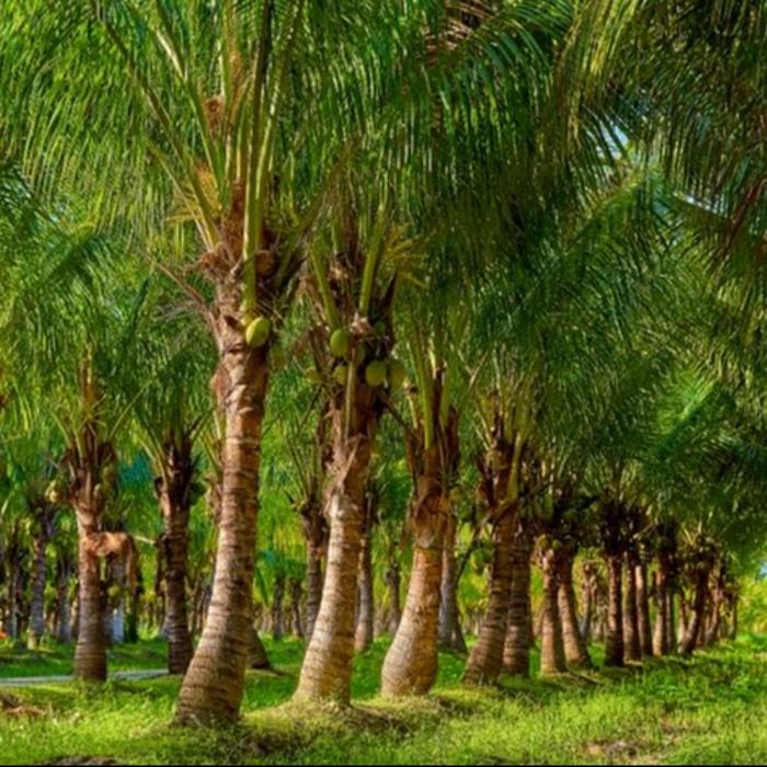 A1A Sod, Sand & Soil, Inc. Image