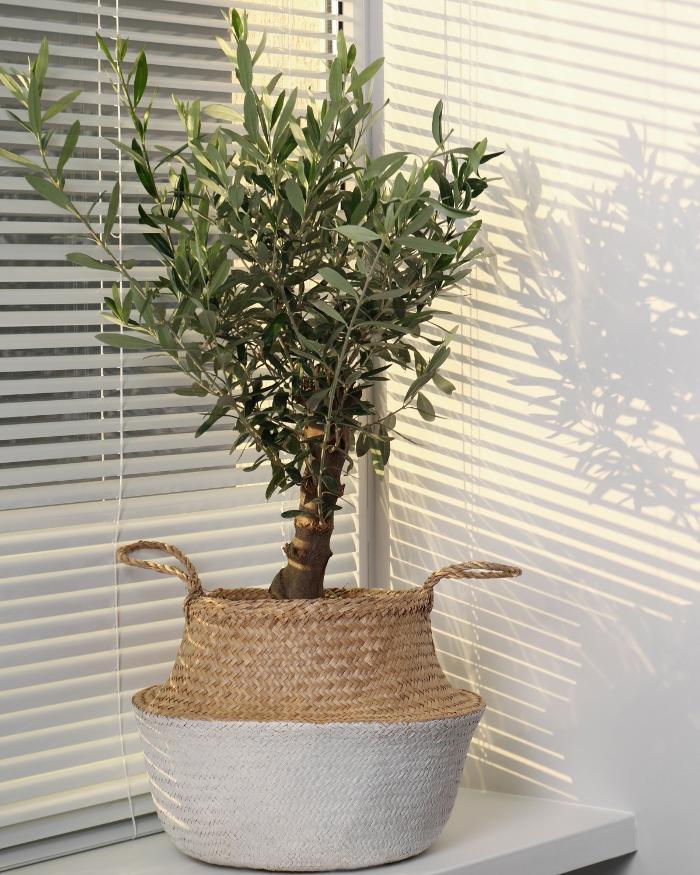 Arizona Blinds Express Image