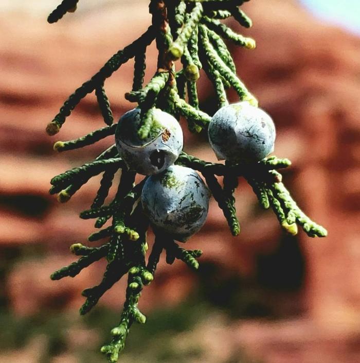 Arizona Distilling Co. Image