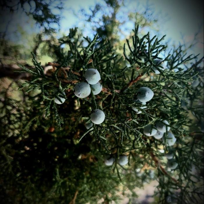 Arizona Distilling Co. Image