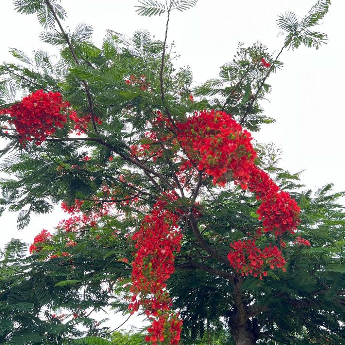 Coral Castle - Homestead, FL