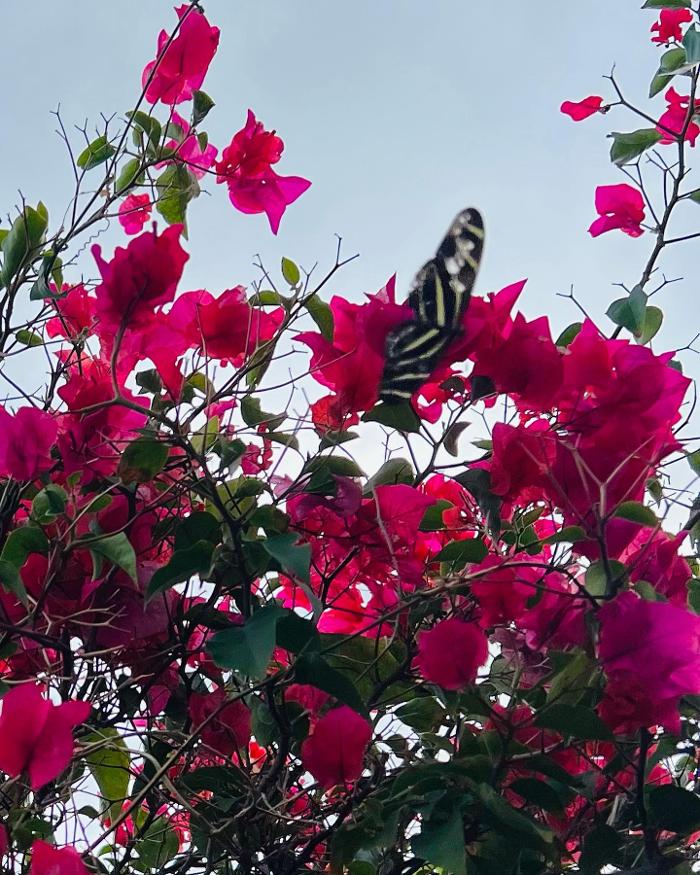 Coral Castle - Homestead, FL