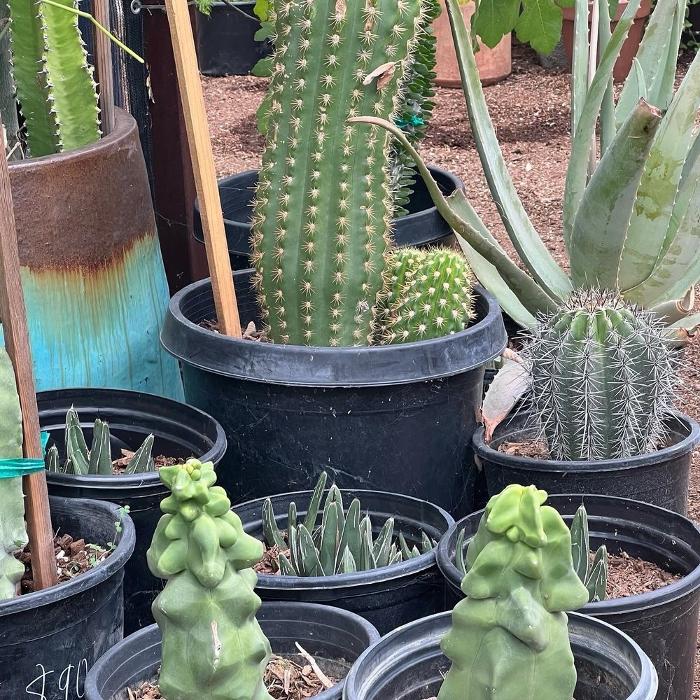 Dig It Gardens Image