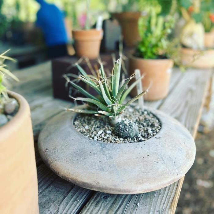 Dig It Gardens Image