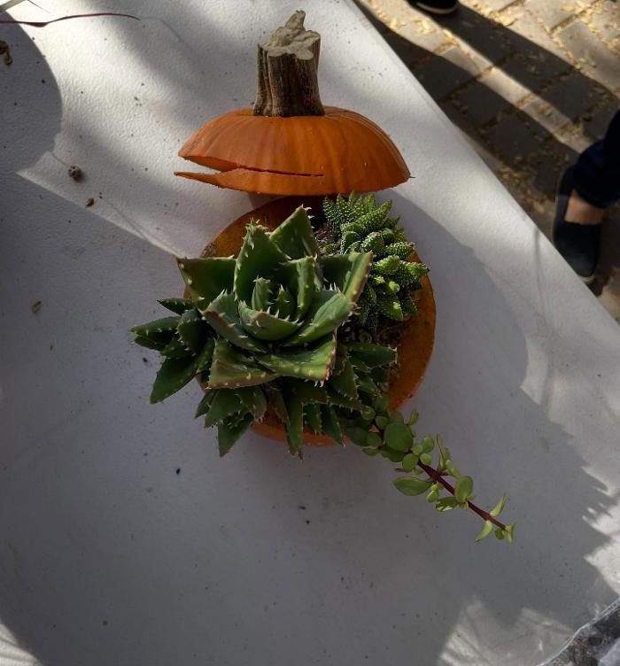 Dig It Gardens Image