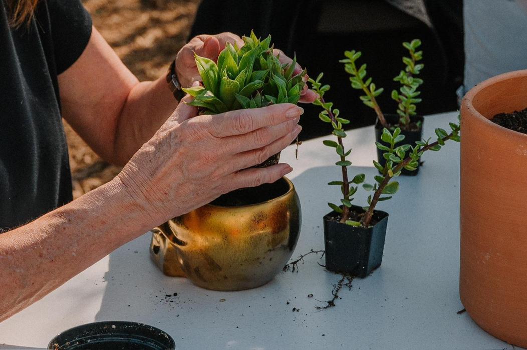 Dig It Gardens Image