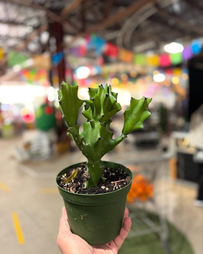 Dig It Gardens Image