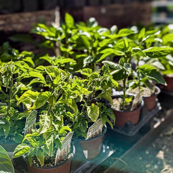 Dig It Gardens Image