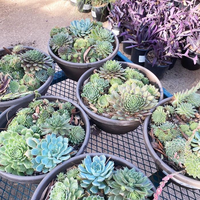 Dig It Gardens Image