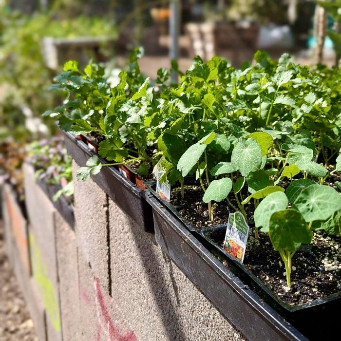 Dig It Gardens Image