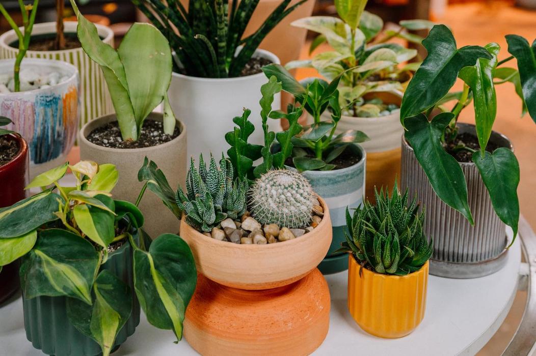 Dig It Gardens Image