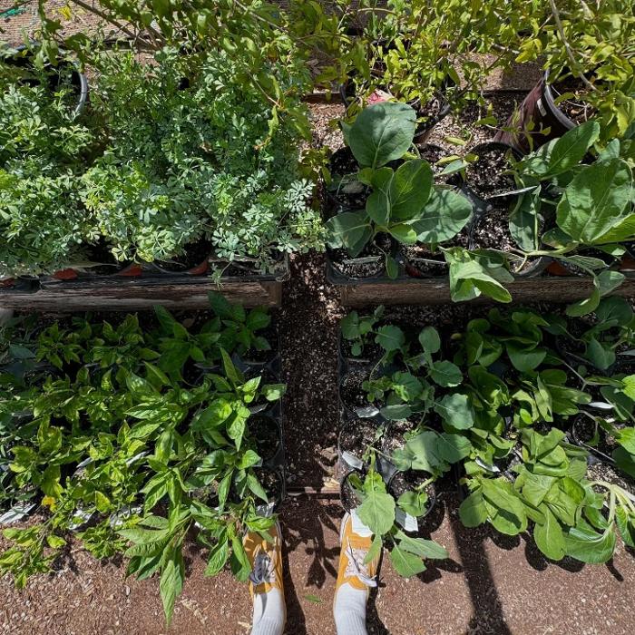 Dig It Gardens Image