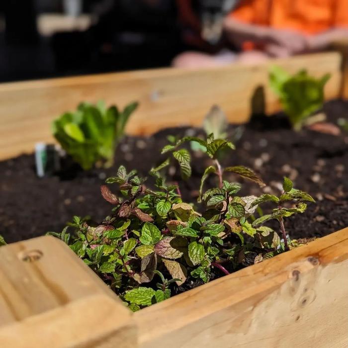 Dig It Gardens Image