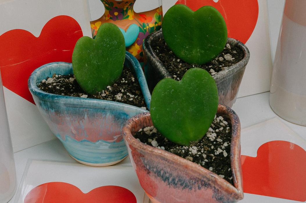 Dig It Gardens Image