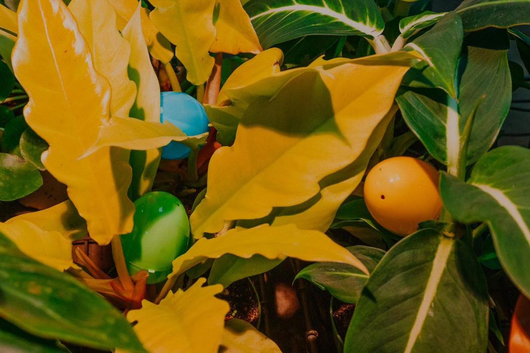 Dig It Gardens Image