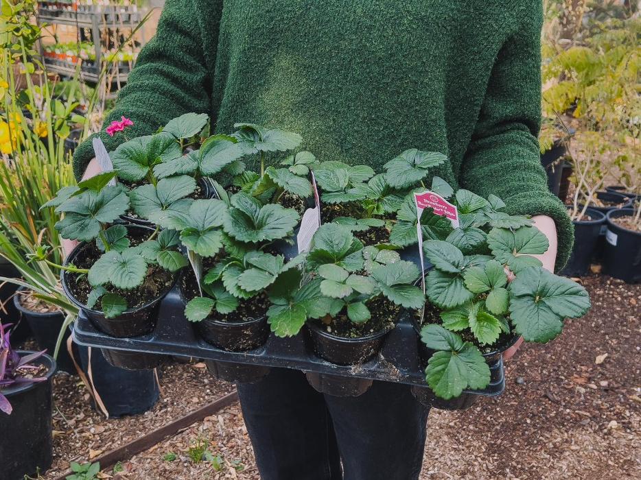 Dig It Gardens Image