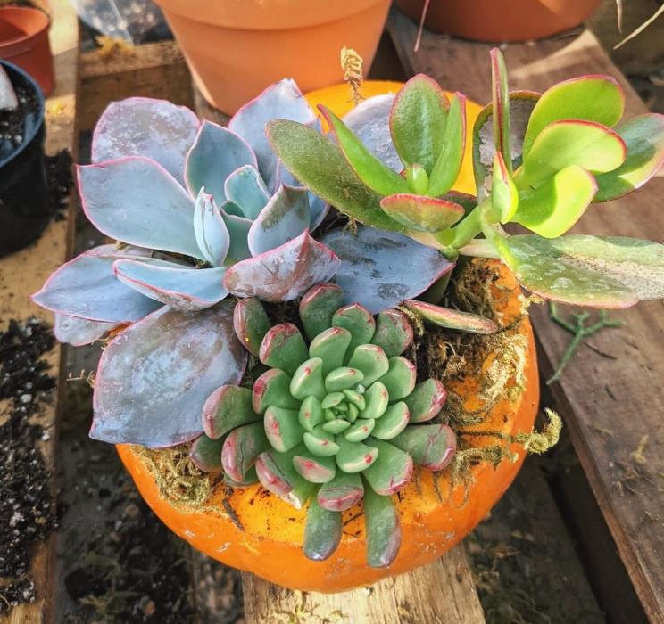 Dig It Gardens Image