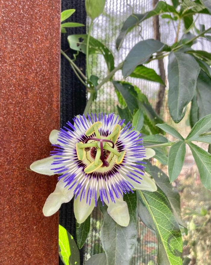 Dig It Gardens Image