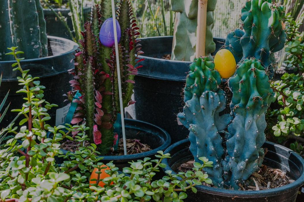 Dig It Gardens Image