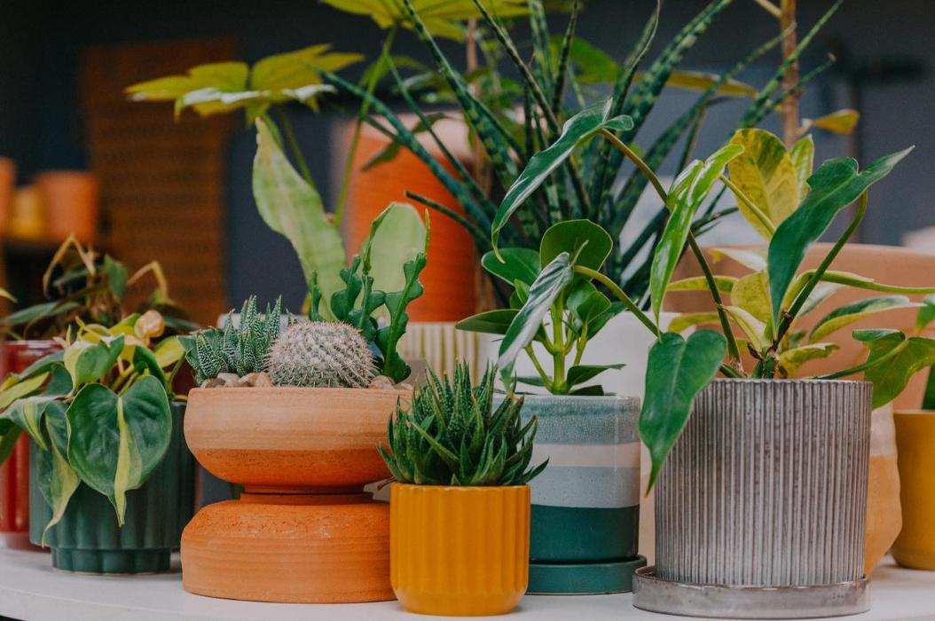 Dig It Gardens Image