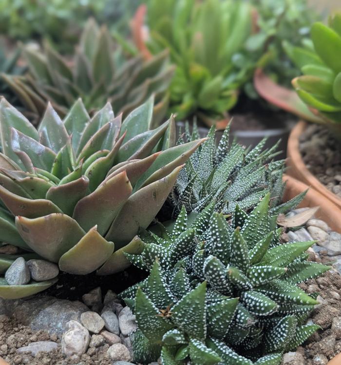 Dig It Gardens Image