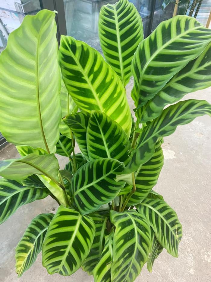 Dig It Gardens Image