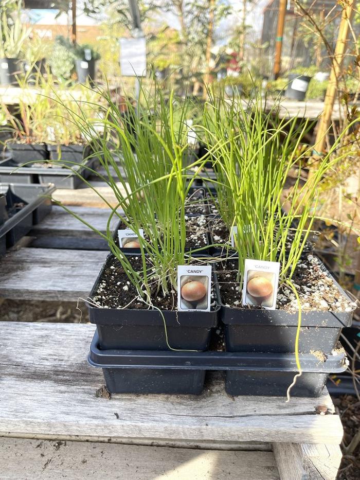 Dig It Gardens Image