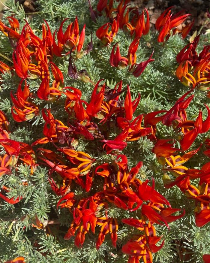 Dig It Gardens Image