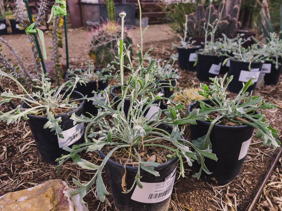 Dig It Gardens Image