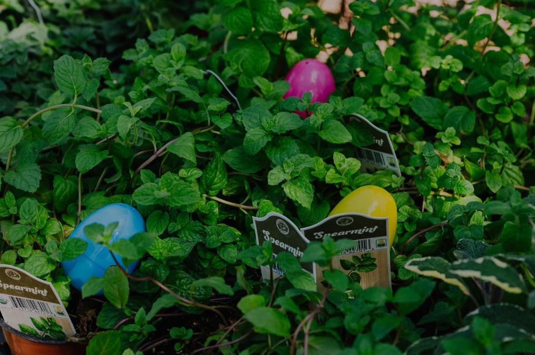 Dig It Gardens Image