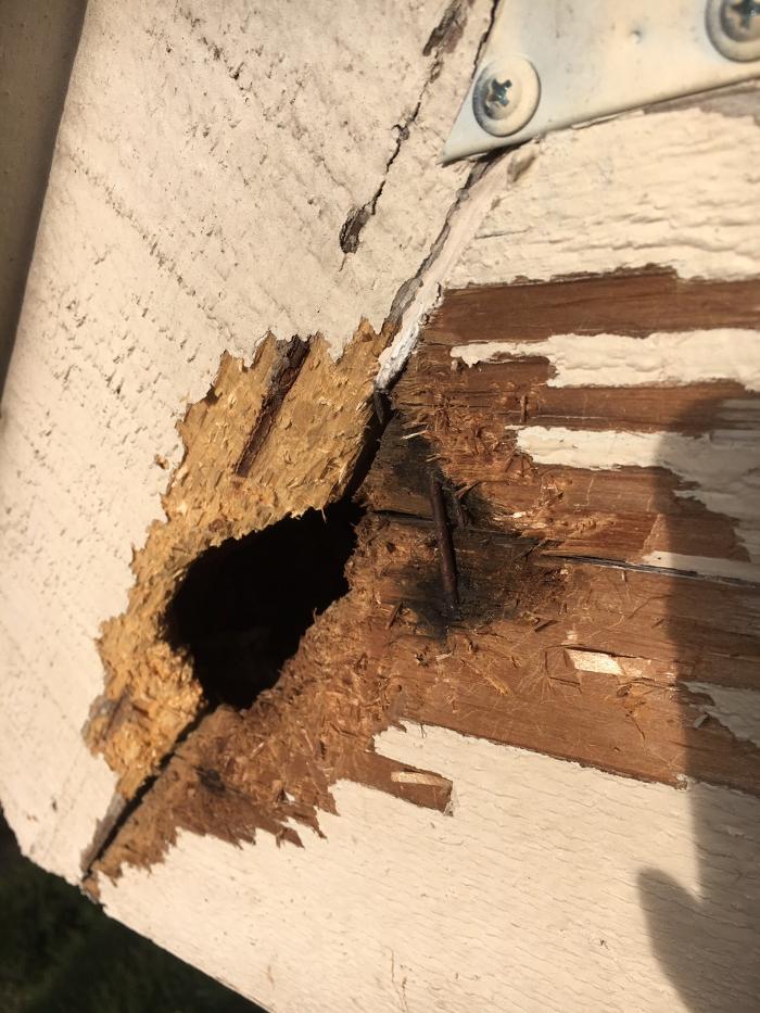 Guaranteed Rodent Removal Services - Boyd, TX