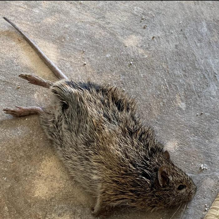 Guaranteed Rodent Removal Services - Boyd, TX