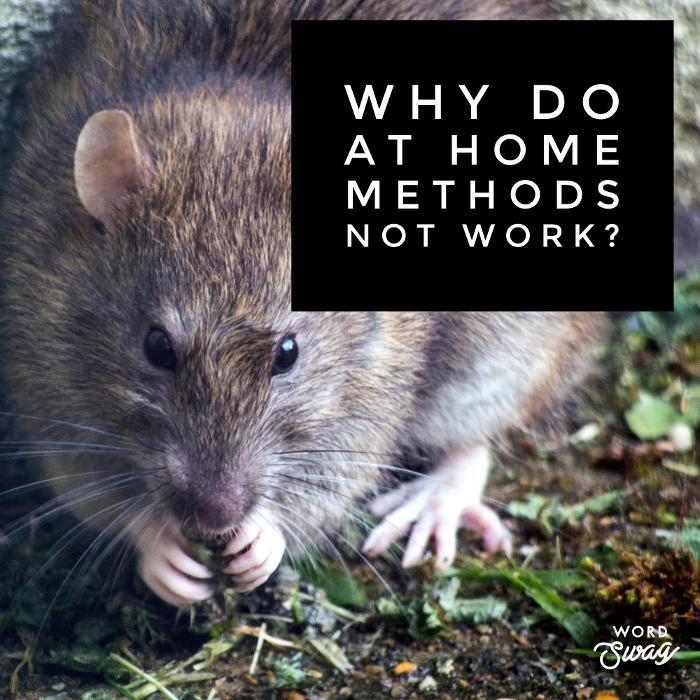 Guaranteed Rodent Removal Services - Boyd, TX