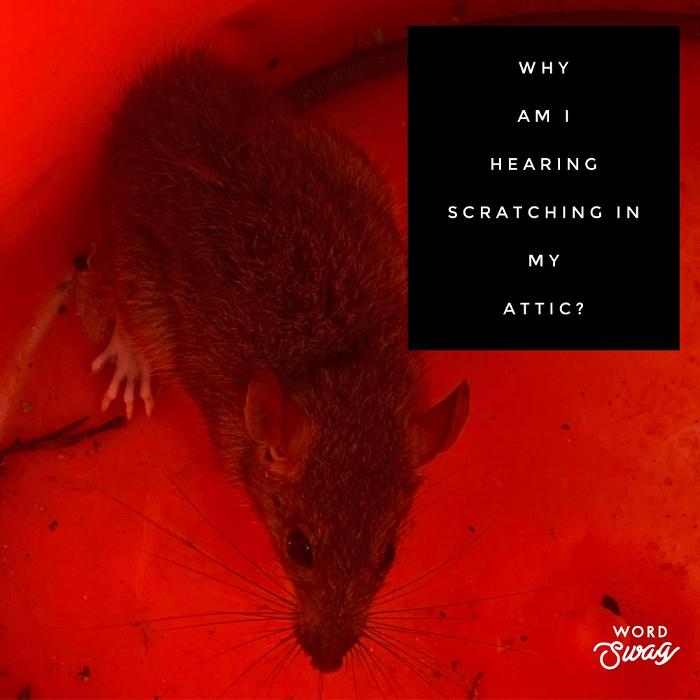 Guaranteed Rodent Removal Services - Boyd, TX