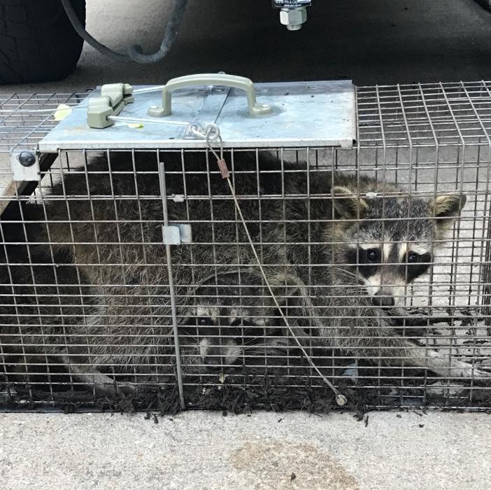 Guaranteed Rodent Removal Services - Boyd, TX