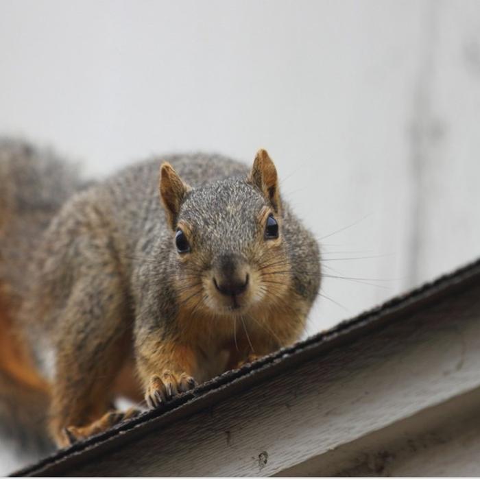 Guaranteed Rodent Removal Services - Boyd, TX