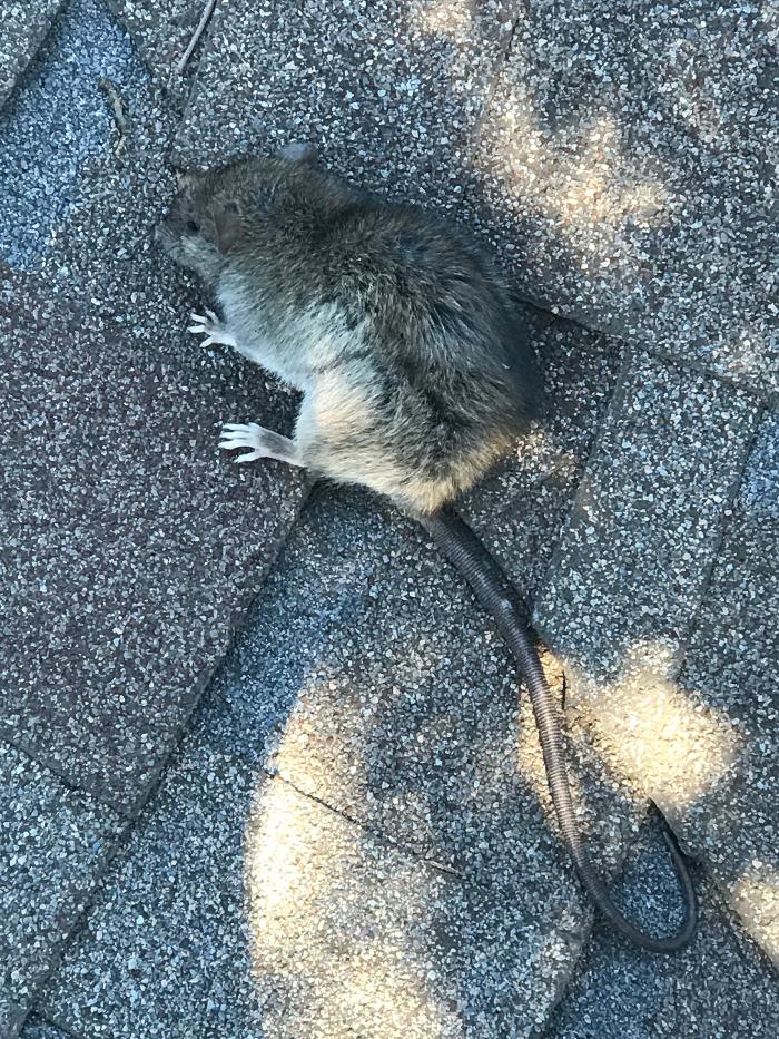 Guaranteed Rodent Removal Services - Boyd, TX