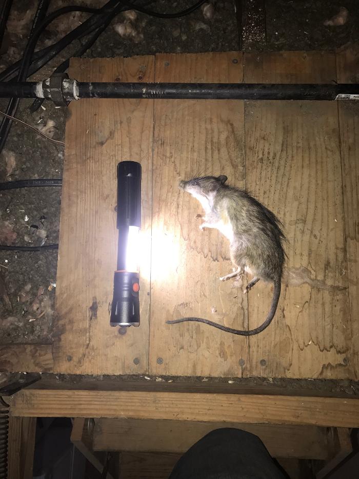 Guaranteed Rodent Removal Services - Boyd, TX
