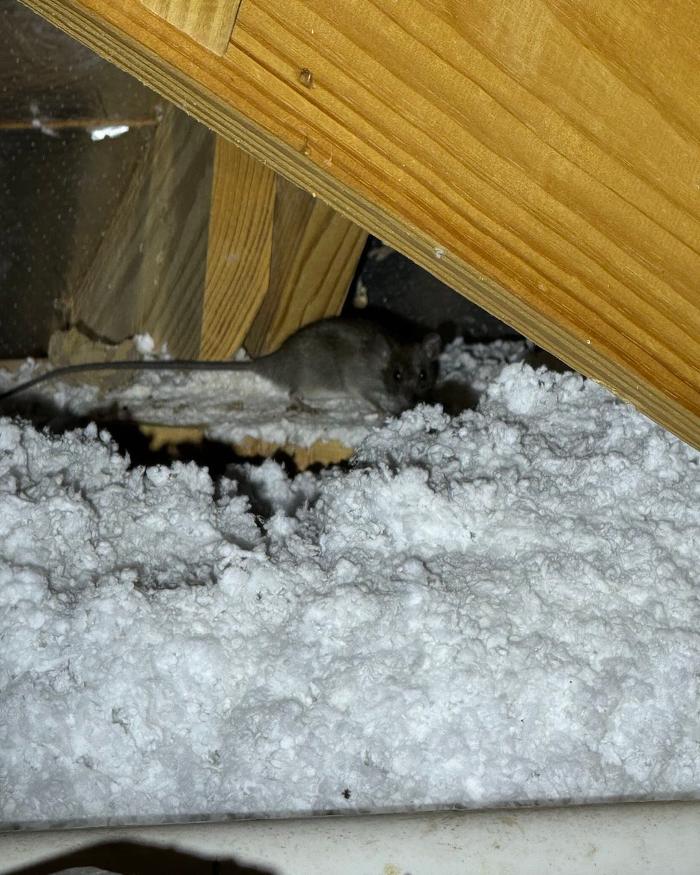 Guaranteed Rodent Removal Services - Boyd, TX