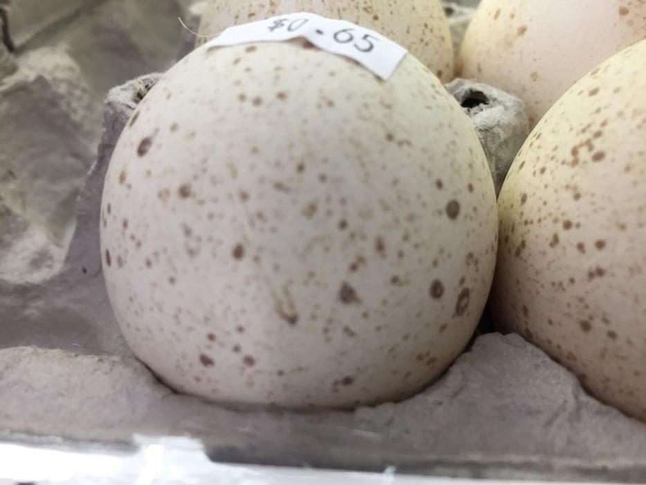 Hampden Park Co-Op - Saint Paul, MN