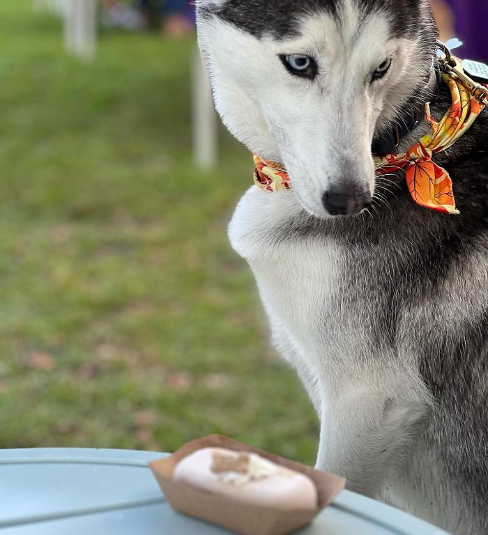 HipPOPs handcrafted gelato bars - Dania, FL