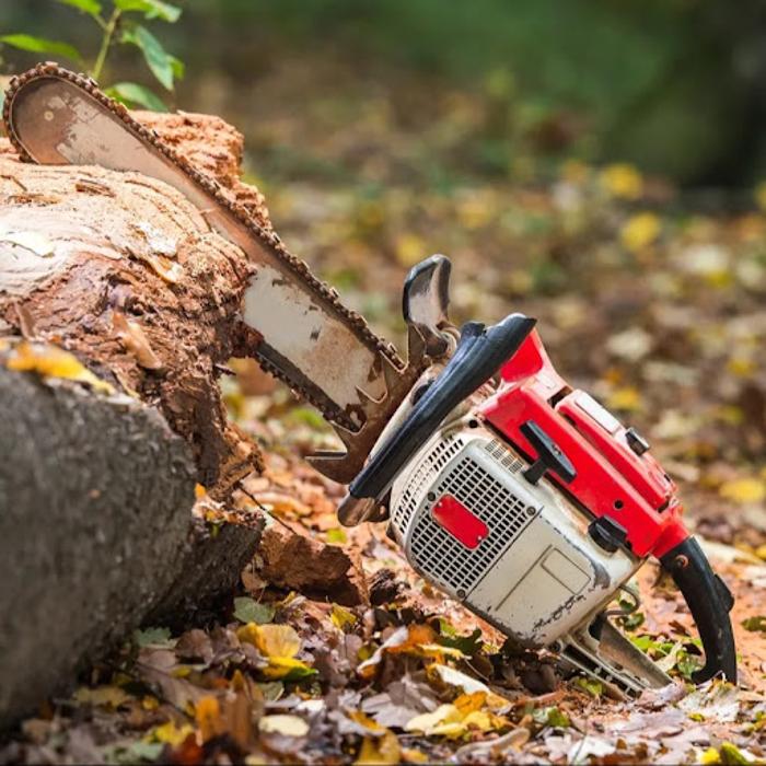 Cervantes Tree Services - Bakersfield, CA