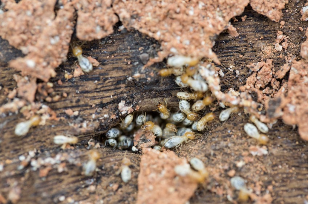 SafeHaven Pest Control Image