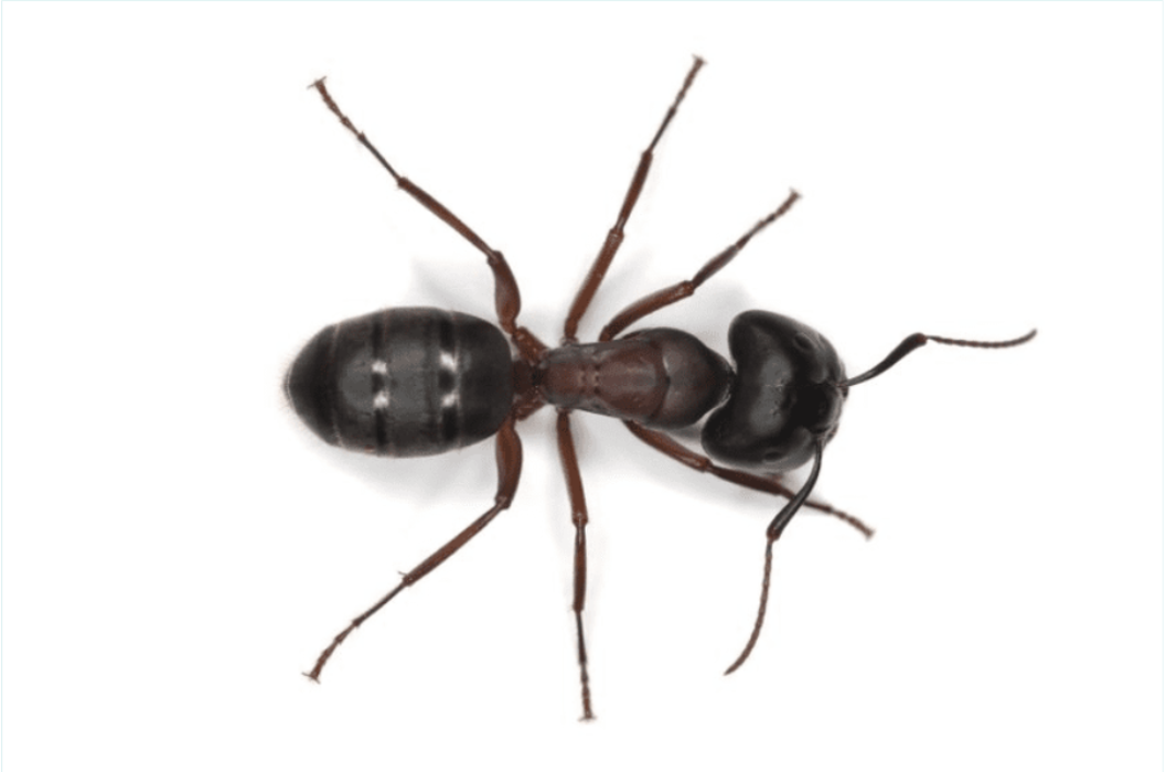 SafeHaven Pest Control Image